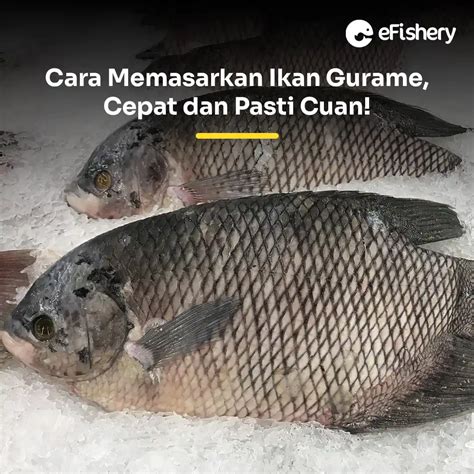 How to Market Gourami Quickly for More Profits!