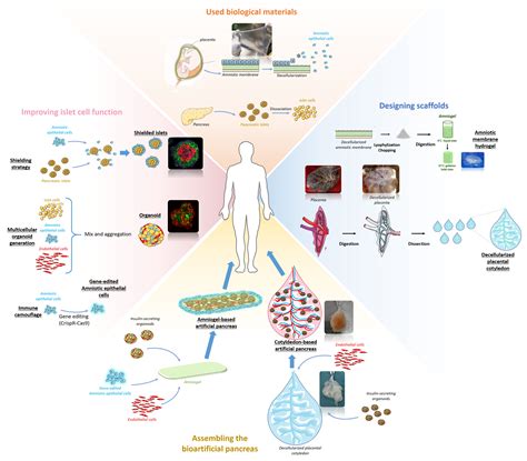 [1021] Tissue Engineering and Organ Regeneration