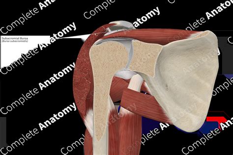 Subacromial Bursa | Complete Anatomy