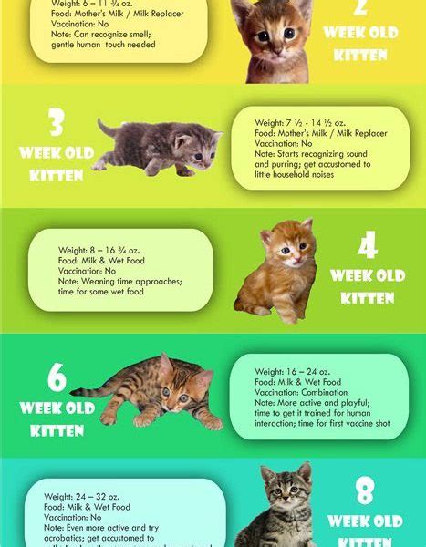 Cat Growth Chart [Infographic] - Best Infographics