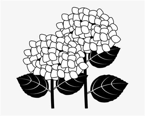 Hydrangea Clip Art - Hydrangea Clipart Black And White PNG Image ...