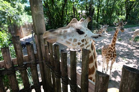 Meet the Animals of the Bronx Zoo | The Zoo | Animal Planet