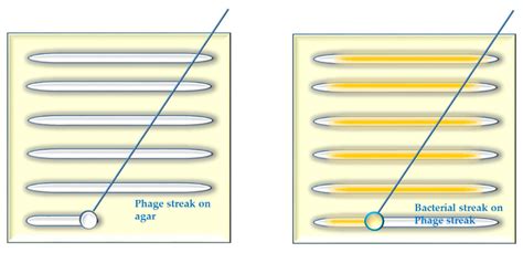 Viruses | Free Full-Text | In Vitro Techniques and Measurements of ...