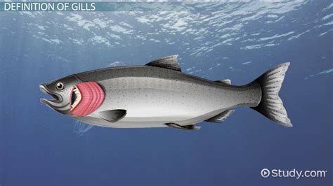 Gills Definition, Function & Anatomy - Lesson | Study.com