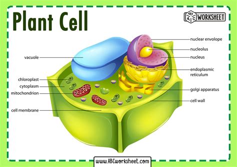 Printable Diagram Of A Plant Cell - Printable Word Searches