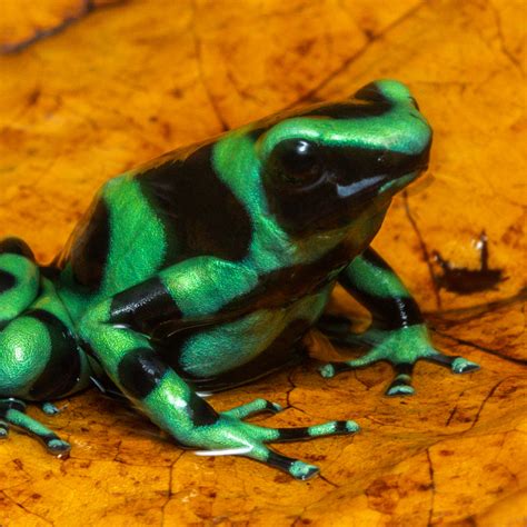 Green And Black Poison Dart Frog Photography Art | John Martell Photography