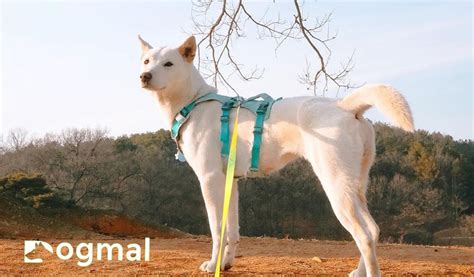 Jindo Dog: The Complete Guide to Choosing the Right One for You