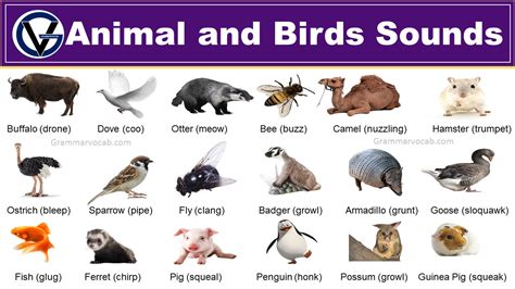 100+ Animals and Birds Sound List - Vocabulary - GrammarVocab