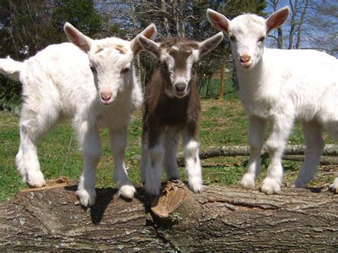 Baby Dairy Goats Playing | Asheville Farm in Asheville, NC