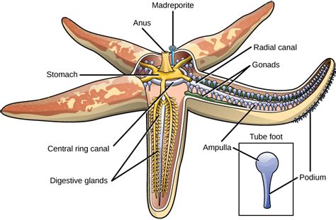 Superphylum Deuterostomia | Biology II