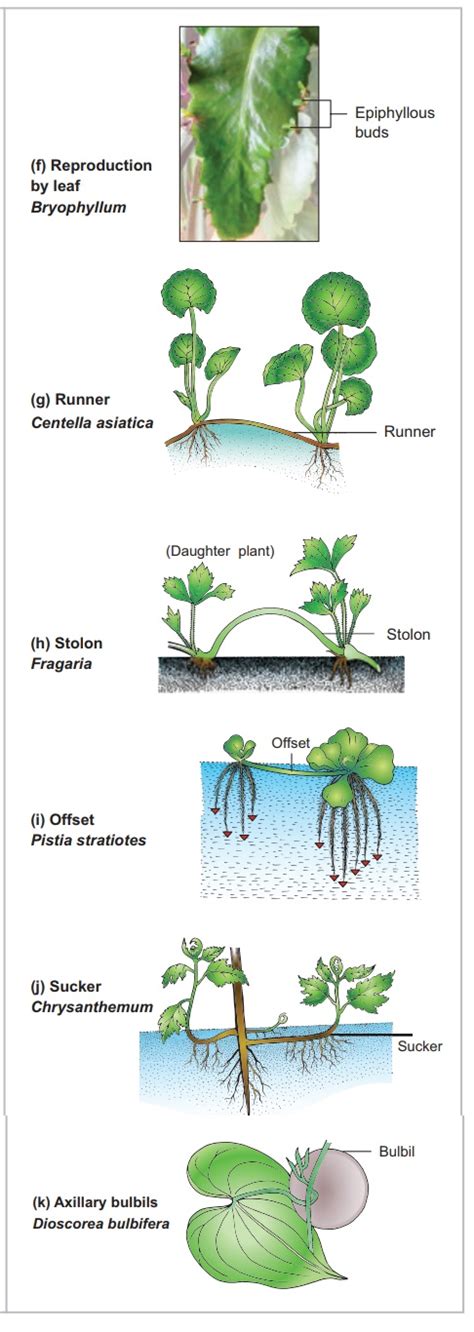 Vegetative reproduction in Plants