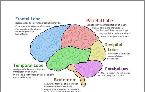 Brain Diagram And Functions Of Parts Surface Anatomy Of Brai