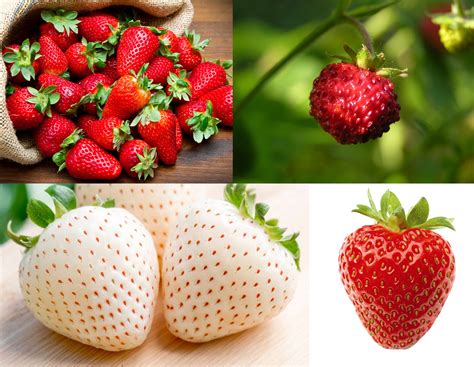 3 kind Strawberry Seeds Packs Non-GMO, Open Pollinated, Heirloom for ...