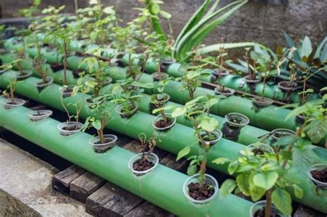 11 Best Plants For Aquaponics: Best Options & Less Common Plants