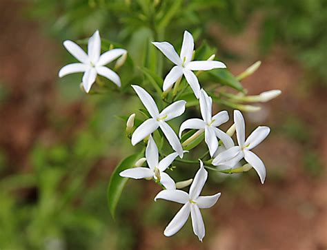 10 Types of Jasmine Flowers You Must Grow - Blooming Anomaly