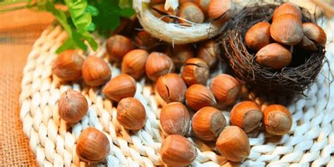 10 Ways to Use Hazelnut Oil – Mom Prepares