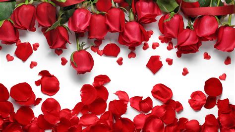 Red Rose Petals Wallpaper | Flower download, Red rose petals, Flower ...