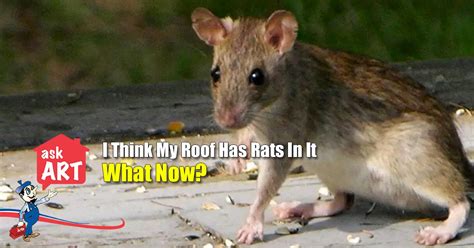 How to Eliminate Roof Rats in Attics and Crawlspaces | Rat Removal ...