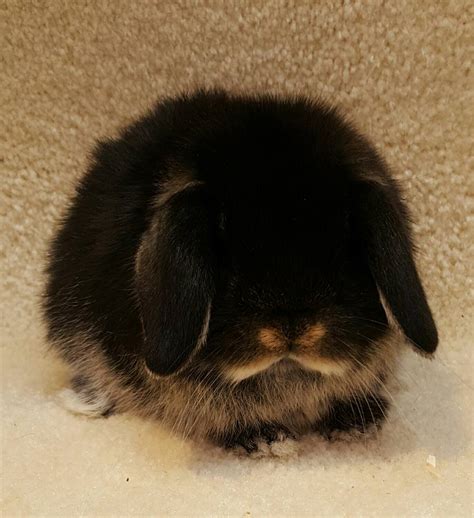 Mini lop babies /adults for sale.. - Cheshire mini lops