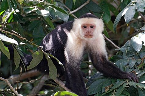 Zoopedia: Panamanian White-Faced and Colombian White-Throated Capuchins ...