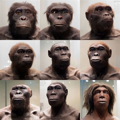 Human Ancestors | Nine models of human ancestors . Well, tec… | Flickr