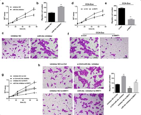 Activated fibroblast affects cell proliferation and migration via ...