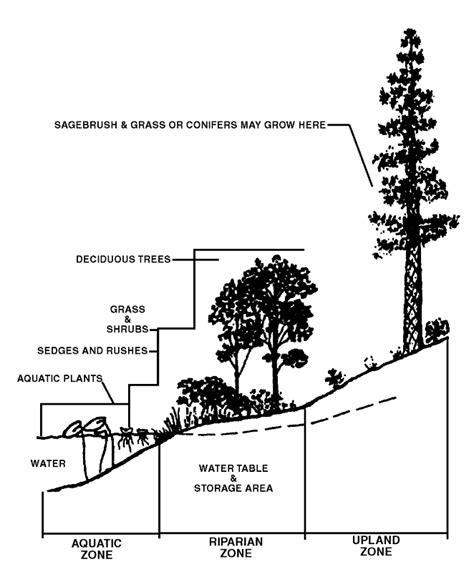 Riparian Zone Diagram