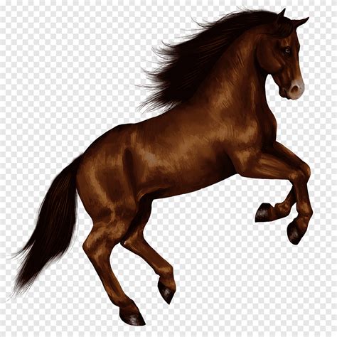 Brown rearing horse, Horse Right Jump, animals, horses png | PNGEgg