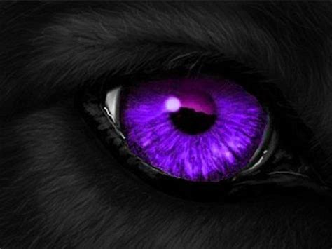 What Type Of Wolf Are You? | Types of wolves, Wolf eyes, Purple eyes