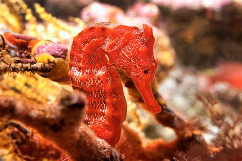 Pacific Seahorse - Galapagos, Ecuador | Seahorse facts, Seahorse, Galapagos