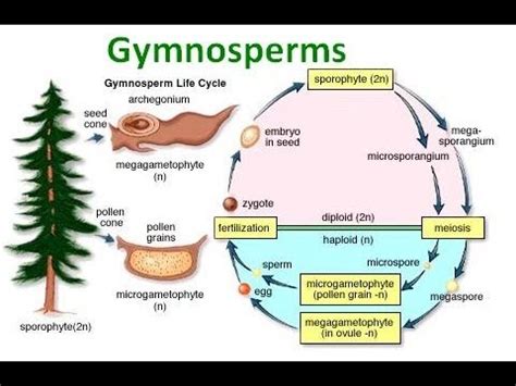 Gymnosperm Notes - YouTube