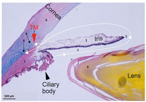 Canal Of Schlemm Histology