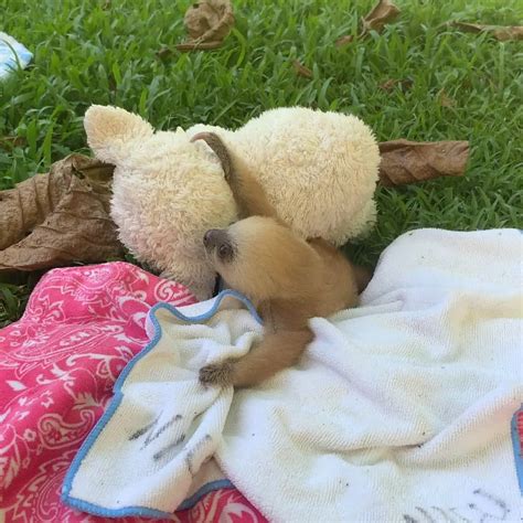 Baby sloth cuddling with his stuffed toy at the “slothpital” : r/aww