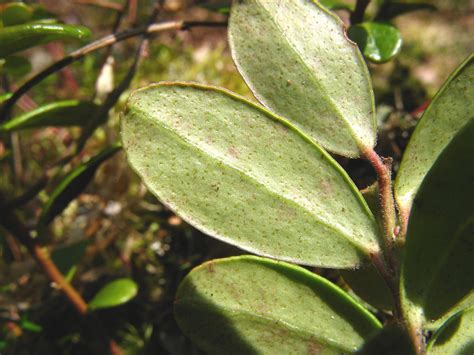 Vaccinium vitis-idaea (mountain cranberry): Go Botany