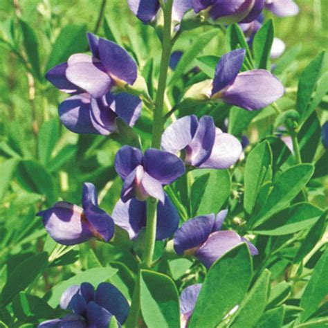 Prairie Future Seed Company. Blue Wild Indigo - Plant