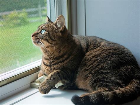 Transitioning an Outdoor Cat to Indoors | Petfinder