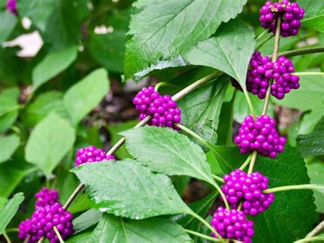 American Beautyberry (Callicarpa Americana), Seed Packet, True Native ...