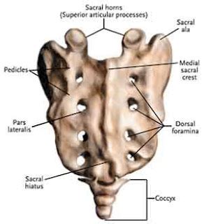 ABC Radiology Blog: sacrum and coccyx