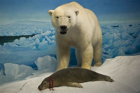 Polar Bear Attack | Manitoba Museum | Jennifer | Flickr