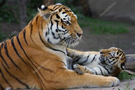 Tiger mom and her cub — Stock Photo © metalmaus #7390305