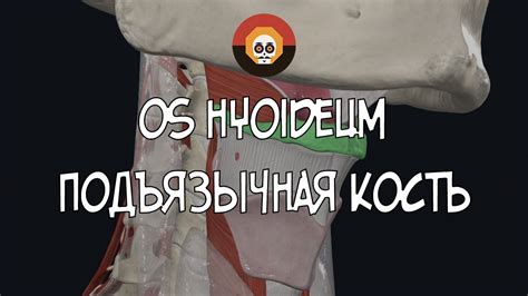 Подъязычная кость (os hyoideum) 3D Анатомия - YouTube