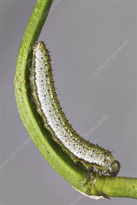 Orange tip butterfly caterpillar - Stock Image - C009/7365 - Science ...