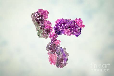 Immunoglobulin G Antibody Photograph by Kateryna Kon/science Photo ...