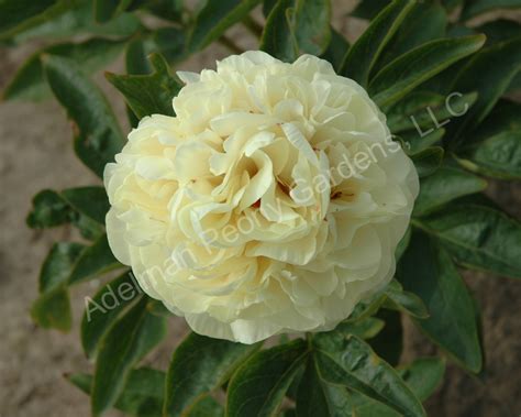 The Sunny Boy Peony | Adelman Peony Gardens