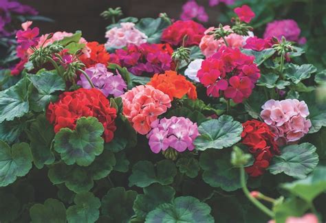 Best expert advice on growing geraniums (pelargoniums) - Suttons ...