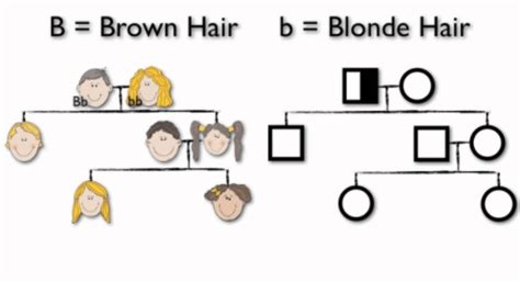 Punnett Squares & Pedigree Charts | Genetics Quiz - Quizizz