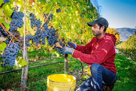 Time for wine in Osoyoos | Richard McGuire Photo