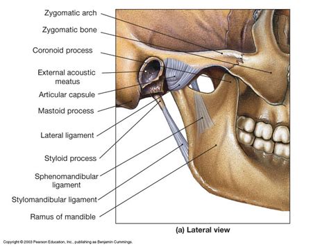 Anatomy of the Temporomandibular(TMJ) joint | Journal of Dentistry