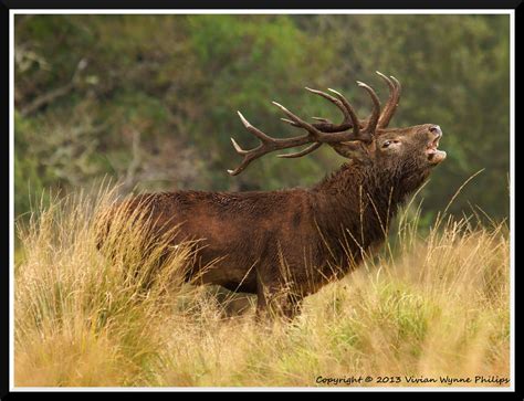 Red Deer (Cervus elaphus) | Ireland's Wildlife