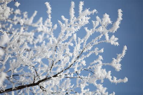 Trees And Ice Wallpapers - Wallpaper Cave